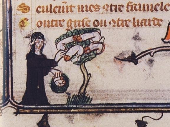marginalia en roman de la rose